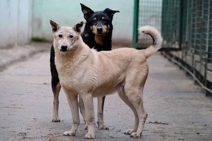 Российский депутат предложил продавать бездомных собак в Китай и Корею