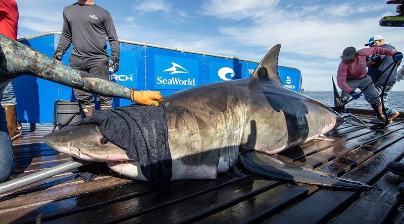 Почти пятиметровая большая белая акула замечена неподалеку от побережья США