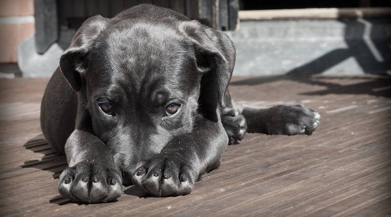 Компания из США заплатит по $100 людям, которые «усыновят» собаку из приюта