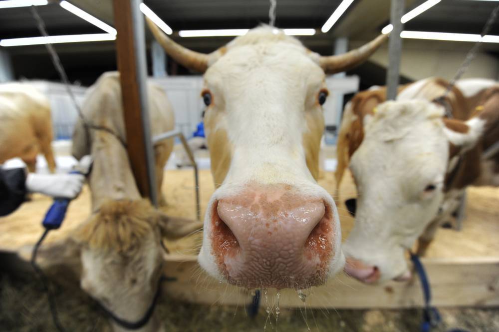 Случай коровьего бешенства выявили в Швейцарии