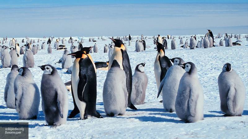 Ученые обнаружили сходство языка пингвинов с человеческой речью