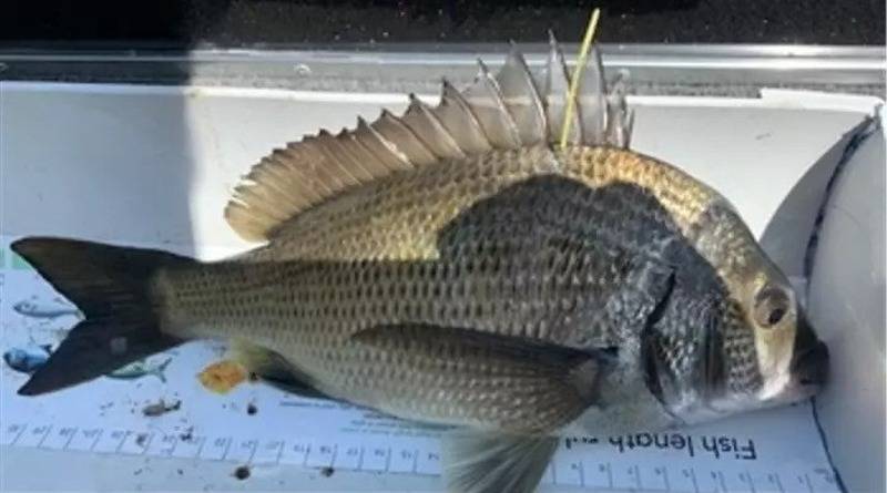 «Золотые рыбки»: в Австралии выпустили рыб, выловив одну из которых, можно получить $10 тысяч