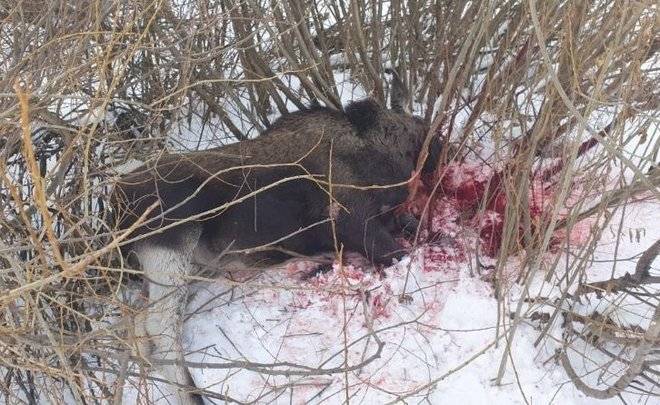 В Татарстане задержали браконьера, застрелившего лосиху