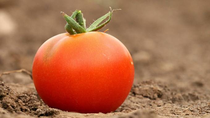На подходе в Петербург задержали 19 тонн зараженных томатов из Марокко