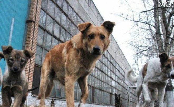Депутат Госсовета РТ заявил о необходимости строительства сети приютов для бездомных животных