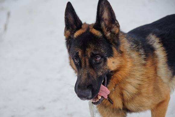 Житель Челябинской области украл из ветеринарного приюта чужую раненую собаку и съел ее