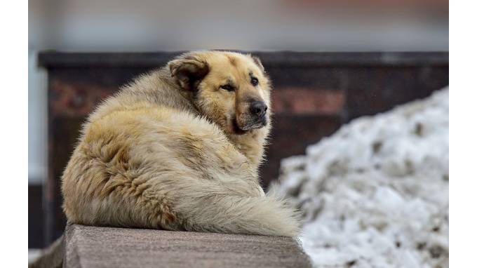 "Лучшей собакой России" стал бездомный пёс Кефир