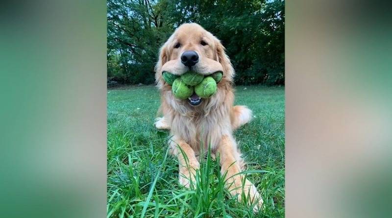 Собака из Нью-Йорка может положить в пасть шесть теннисных мячей – и это мировой рекорд (фото)