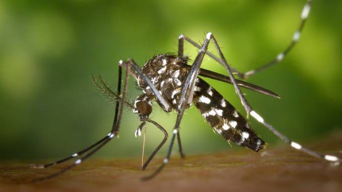 Ученый сообщил о возможном исчезновении комаров из-за теплой зимы - piter.tv - Россия