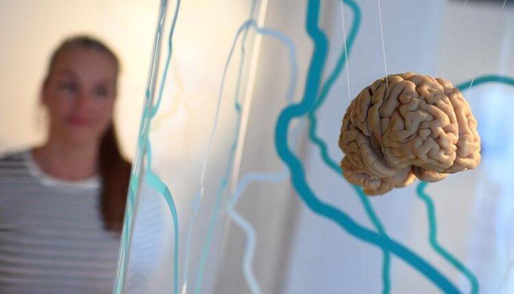 Ученые нашли способ продлить молодость мозга