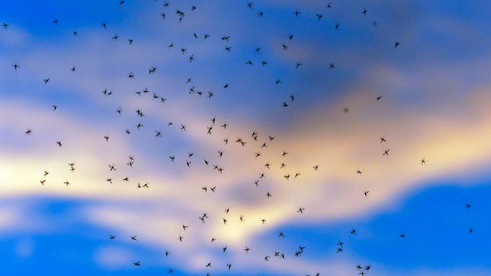 Аномально теплая зима может стать причиной исчезновения комаров