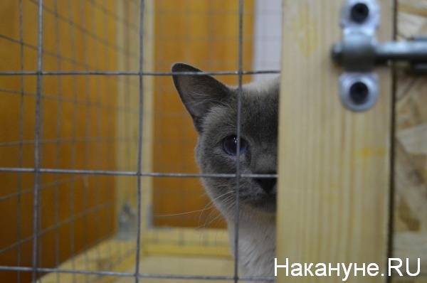 Жительницу Екатеринбурга через суд заставили отдать в приют больше десятка живших в ее квартире кошек