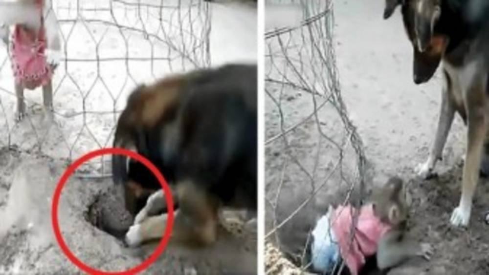 Собака спасла жизнь маленькой обезьянке, которую заперли в клетке. Это видео облетело планету