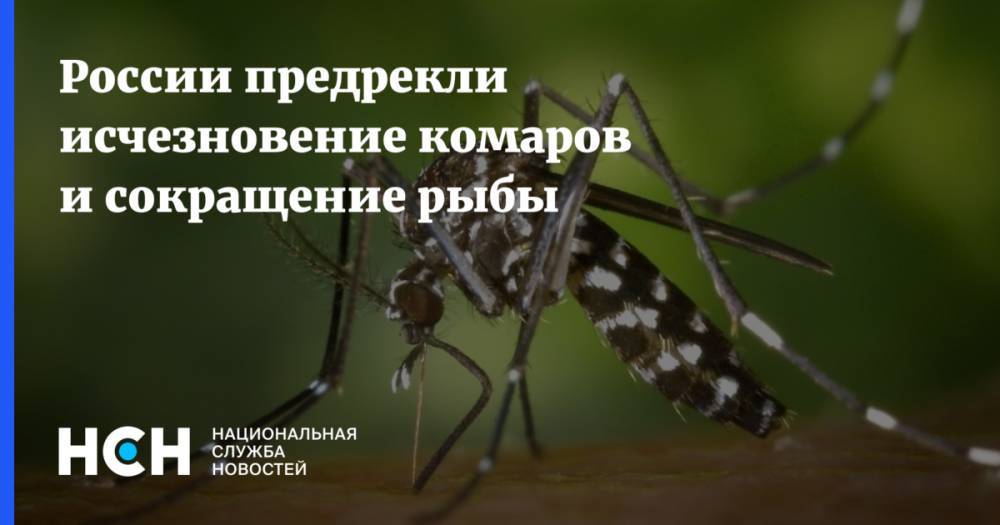 России предрекли исчезновение комаров и сокращение рыбы - nsn.fm - Россия