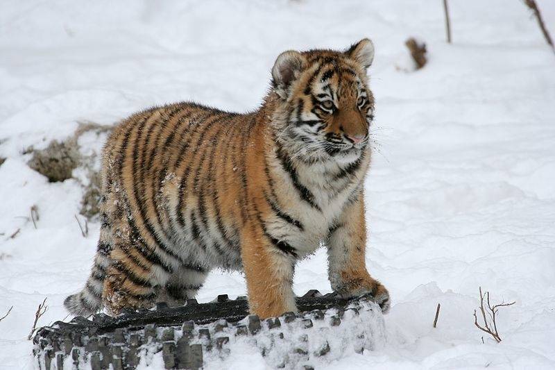 Браконьеры убили амурского тигра в Приморье