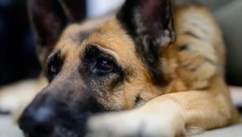 Житель Челябинской области украл собаку из ветприюта и съел