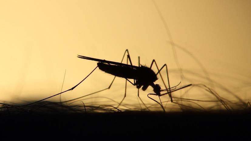 Эксперты предупредили о возможности исчезновения комаров из-за тёплой зимы - russian.rt.com - Россия