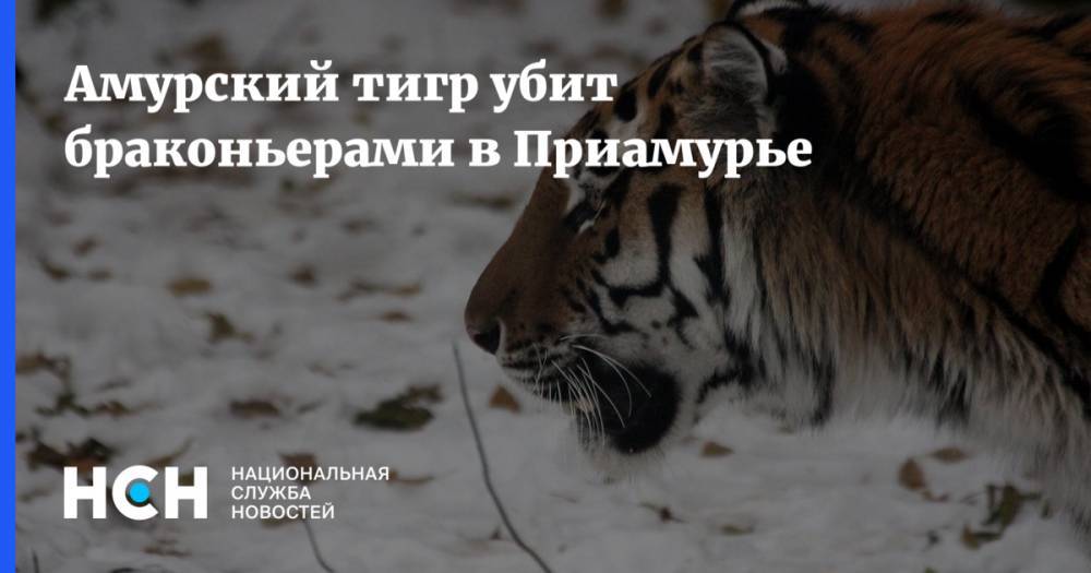 Амурский тигр убит браконьерами в Приамурье