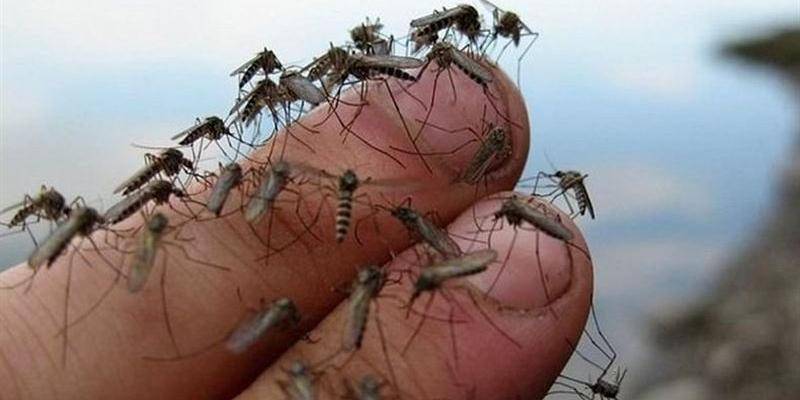 В России могут исчезнуть комары - ruposters.ru - Россия
