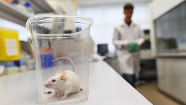 «Крысиная» диагностика: грызуны выявляют риск онкологии по запаху