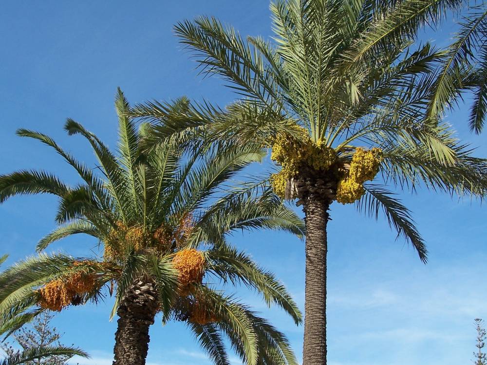 Финиковые пальмы удалось вырастить из семян возрастом 2000 лет, найденных во дворце Ирода