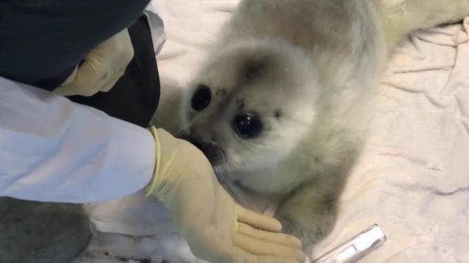Маленькая нерпа Ксюша стала первым в году пациентом петербургского Центра морских млекопитающих