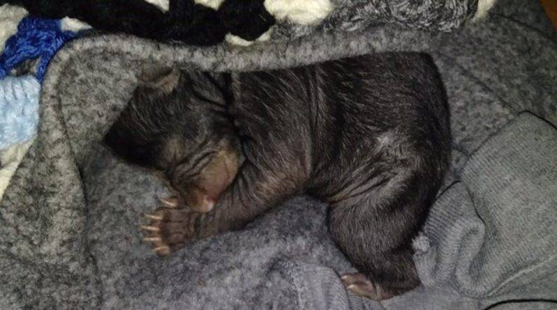 Неизвестные подложили под дверь жителя Северной Каролины новорожденных медвежат, когда тот отлучился на 10 минут