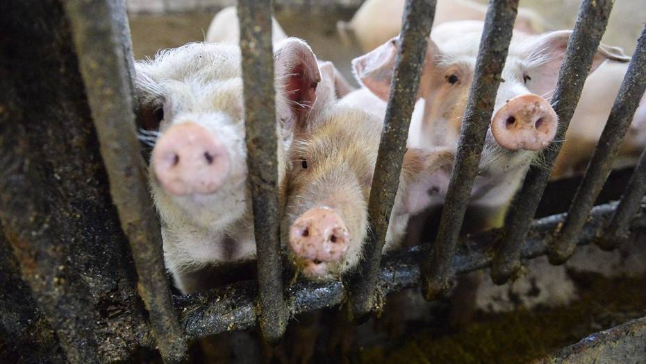 Россельхознадзор сообщил о первой вспышке африканской чумы свиней в Греции