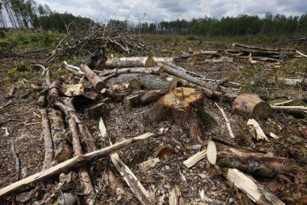 ВСУ занимаются вырубкой леса в районе оккупированного Славянска