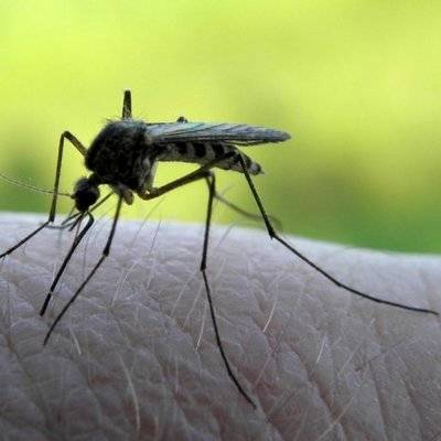 Аномально теплая зима может уничтожить комаров в России - radiomayak.ru - Россия