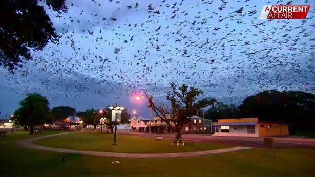 Тысячи летучих мышей вызвали панику у жителей города в Австралии - Cursorinfo: главные новости Израиля