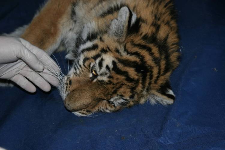УМВД по Приморскому краю возбудило проверку по факту убийства амурского тигра