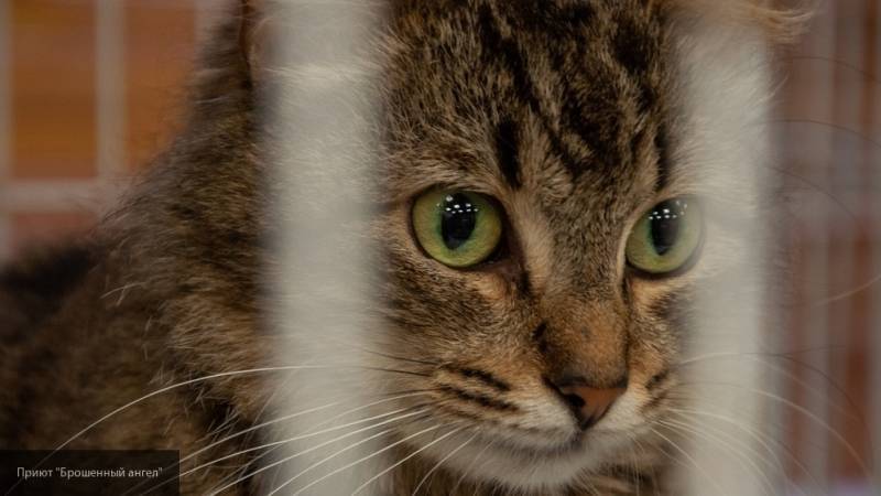 Видео с застрявшим между прутьями калитки толстым котом рассмешило пользователей Сети