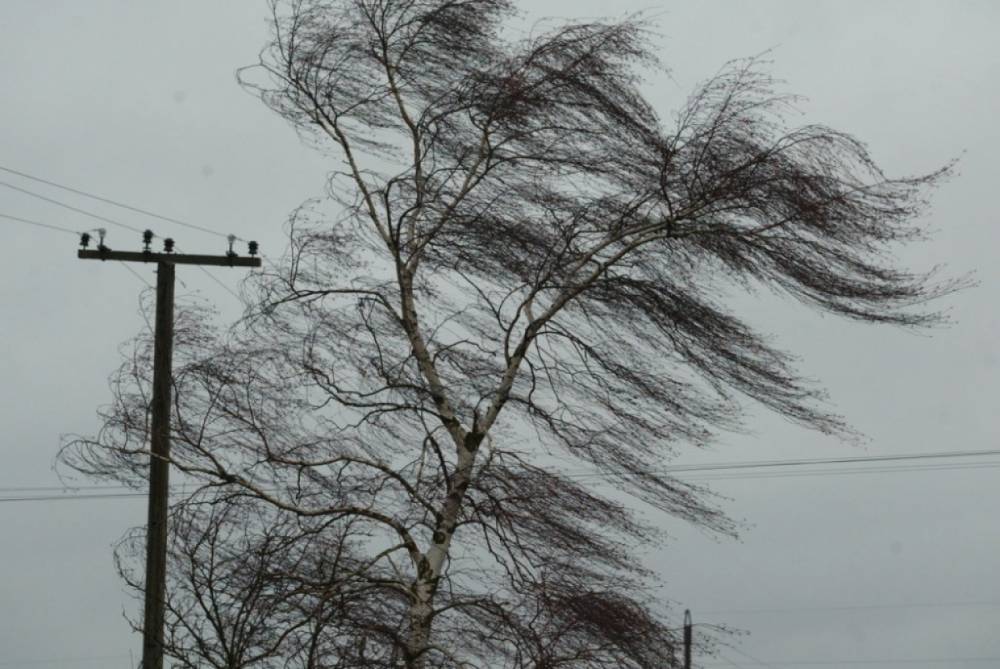 Сотрудники МЧС Калининградской области предупредили местных жителей о шквалистом ветре