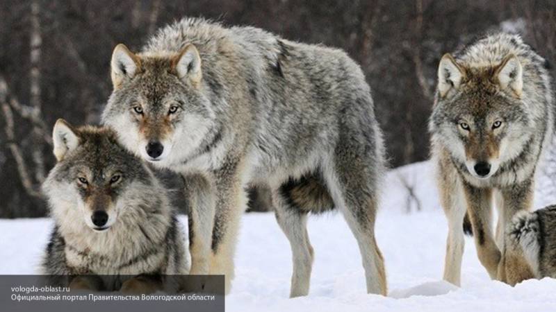 Охотники убили волков, которые держали в страхе несколько деревень Тверской области