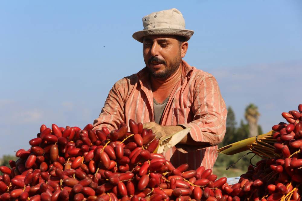 Рамалла: «Израиль не дает нам экспортировать сельхозпродукцию в Иорданию»