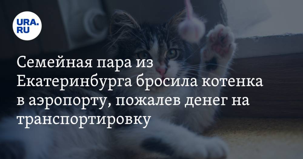 Семейная пара из Екатеринбурга бросила котенка в аэропорту, пожалев денег на транспортировку