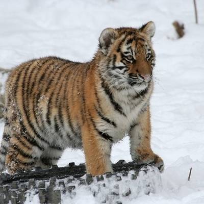 Неизвестные убили краснокнижного амурского тигра в лесу в Приморье