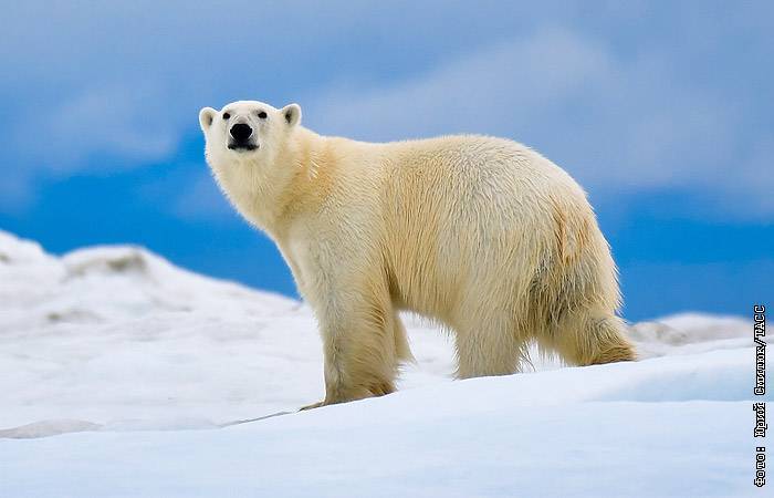 В России впервые пересчитают всех белых медведей