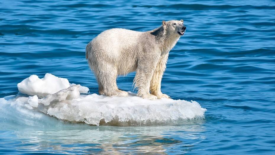 Ученые впервые пересчитают всех белых медведей в России