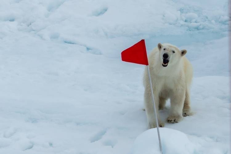 Минприроды РФ проведет полный подсчет численности белых медведей
