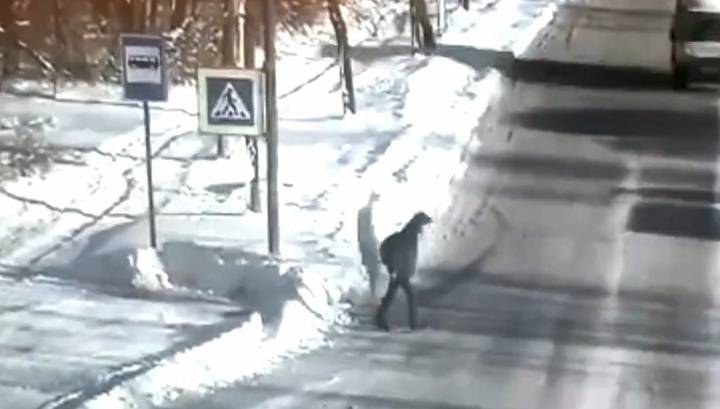 Пешеход оказался в больнице после ДТП в Ленинградской области. Видео