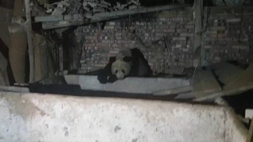 Гигантская дикая панда забралась в свинарник жителя китайской деревни — видео