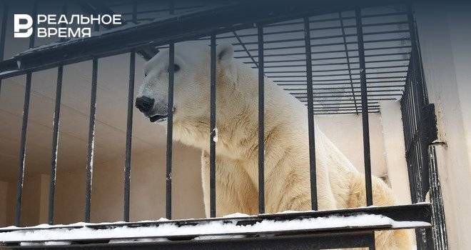 В России впервые проведут «инвентаризацию» белых медведей