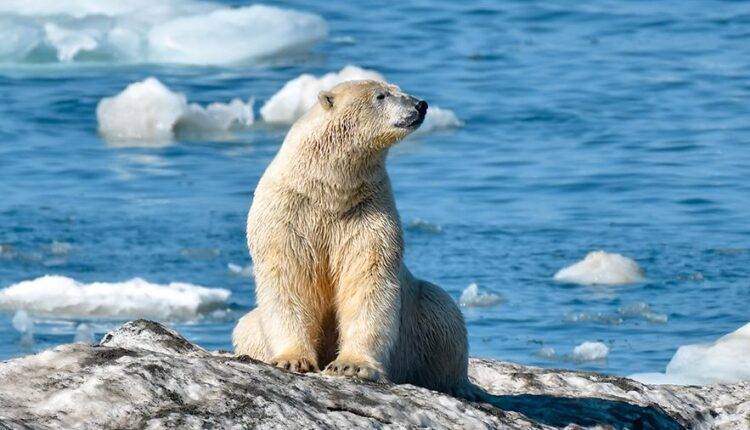 В России впервые полностью посчитают численность белых медведей