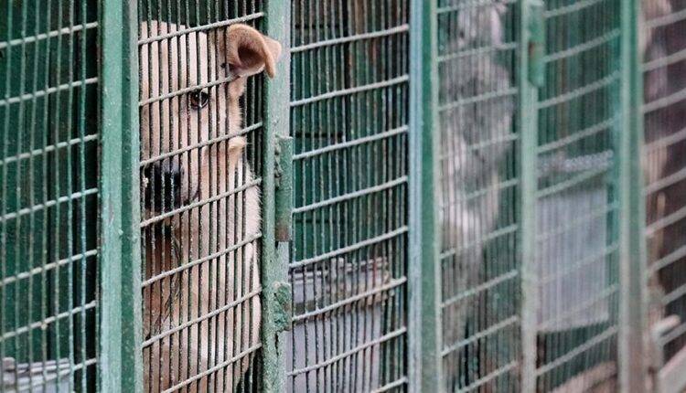 Зоозащитники предложили ограничить разведение кошек и собак в РФ