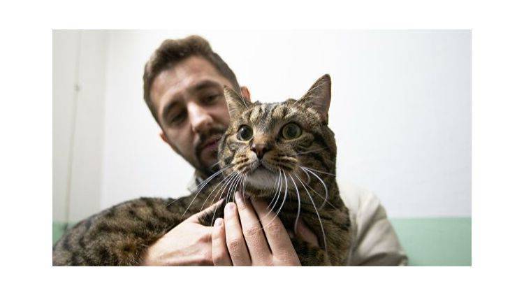 8,5 кило счастья: как живет кот Виктор после инцидента с "Аэрофлотом"