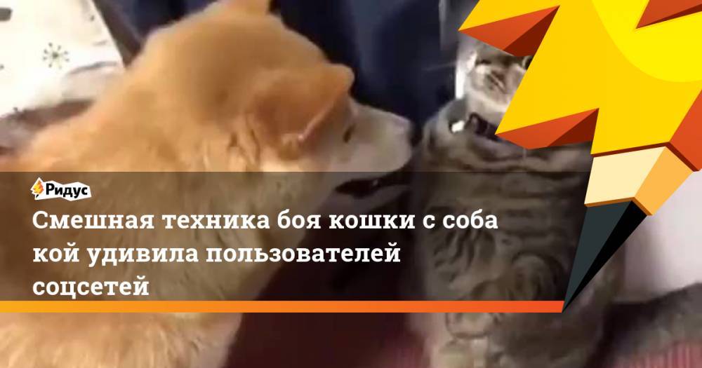 Смешная техника боя кошки ссобакой удивила пользователей соцсетей