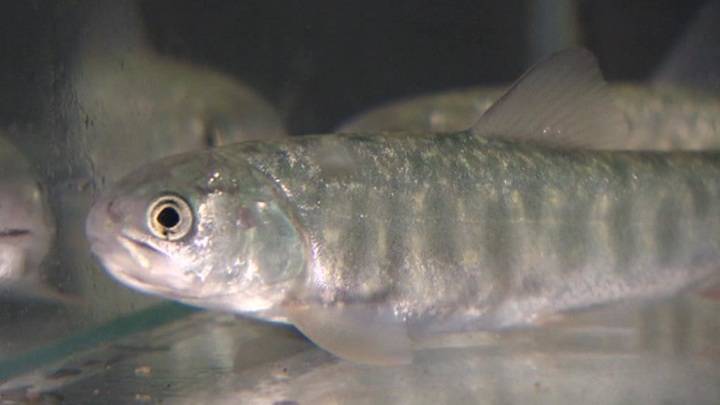 Российские ученые обнаружили неизвестный вид рыб