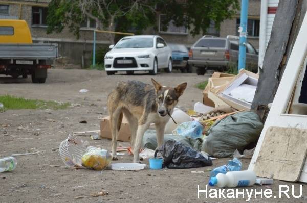 Во Владивостоке стая бездомных собак напала на ребенка